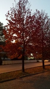 As the year ends in a flurry of colour