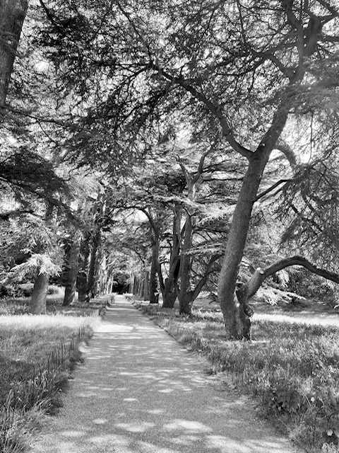 The current image has no alternative text. The file name is: trees.jpg